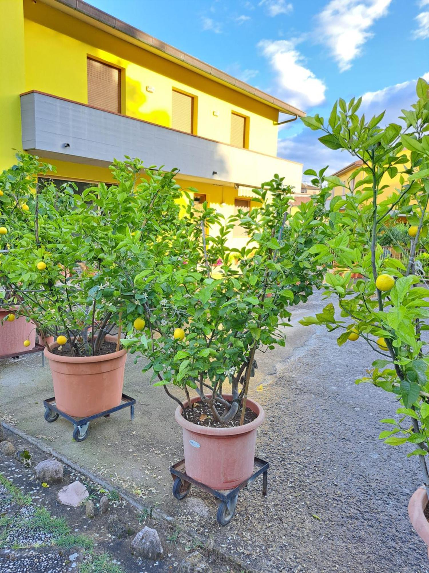 Villa Casa Gli Ulivi Montepulciano Stazione Exterior foto